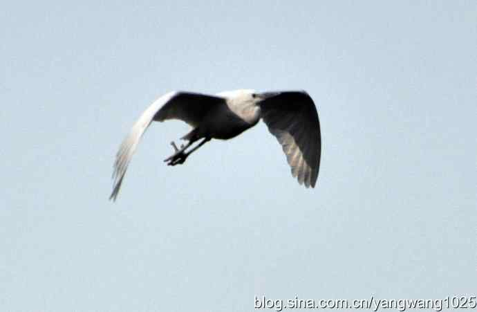 飞 wbr(白鹭) 飞 wbr(白鹭)