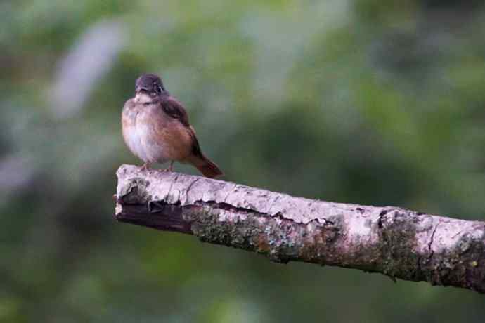四川西昌鸟类摄影——棕尾褐鹟