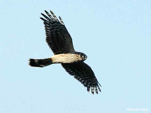 厚道的白尾鹞可以有