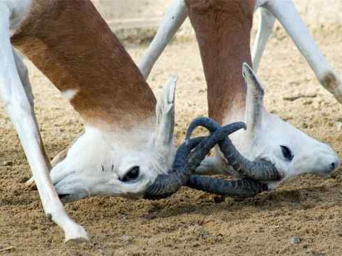 麒麟：传说的兽原型探秘（鹿羚）
