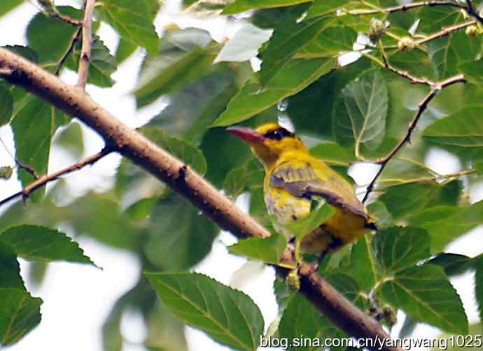 北京天坛公园的鸟类——黄鹂鸟（记录版）