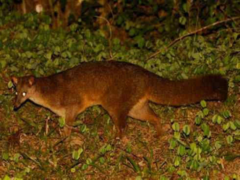 动物世界：山寨还是原创之五