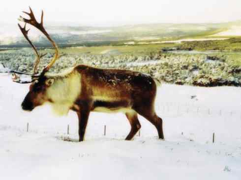 自然奇观：动物大迁徙(北美驯鹿长征)