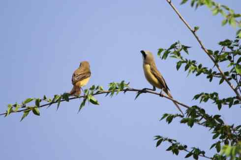 内蒙古鸟类摄影——红尾伯劳