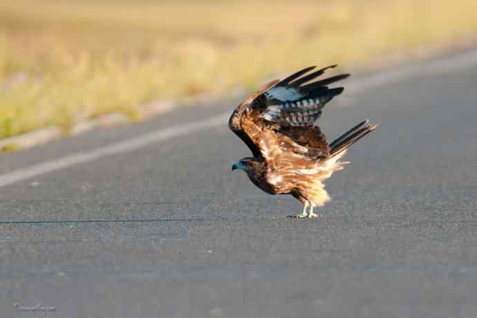 马路天使黑耳鳶
