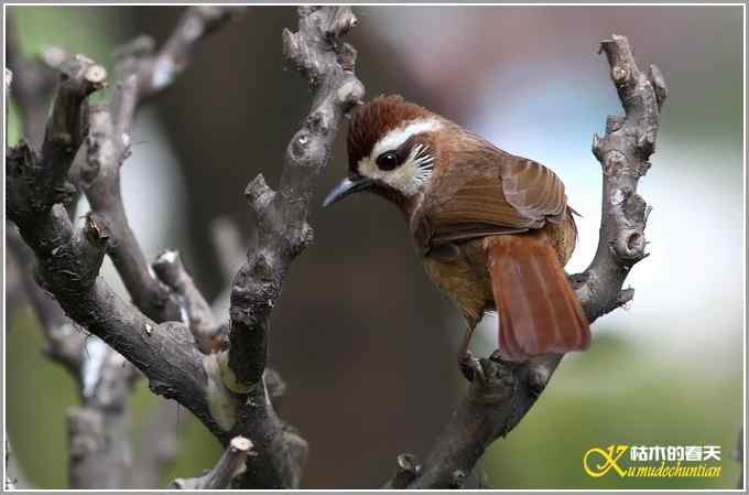 俗鸟鈥湴准赵腽题潯菊掌