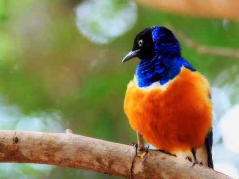 美丽无罪：雀鸟之辉椋鸟