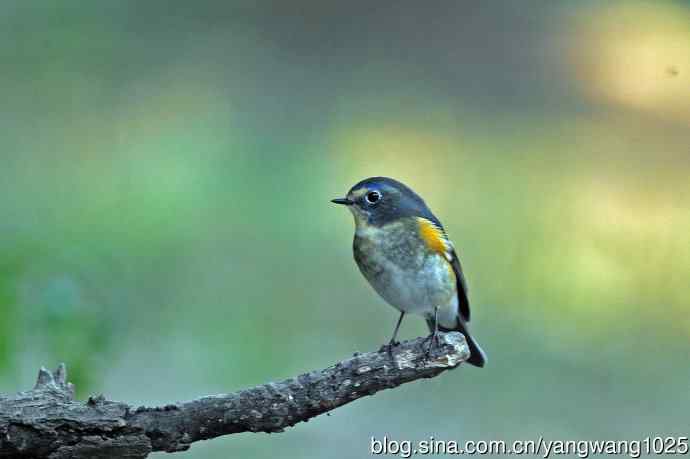 雄性红胁蓝尾鸲（32）