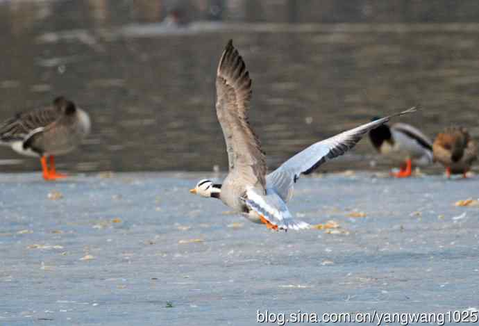 斑头雁（抓拍）11