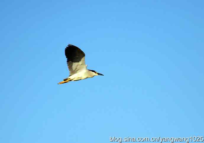 只有一只夜鹭（奥林匹克公园纪实）