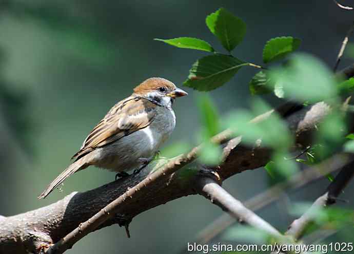 北京天坛公园的鸟类——麻雀