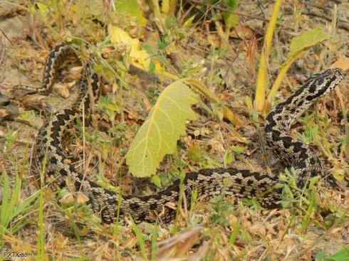 龙：传说的兽原型探秘（蝰蛇类）