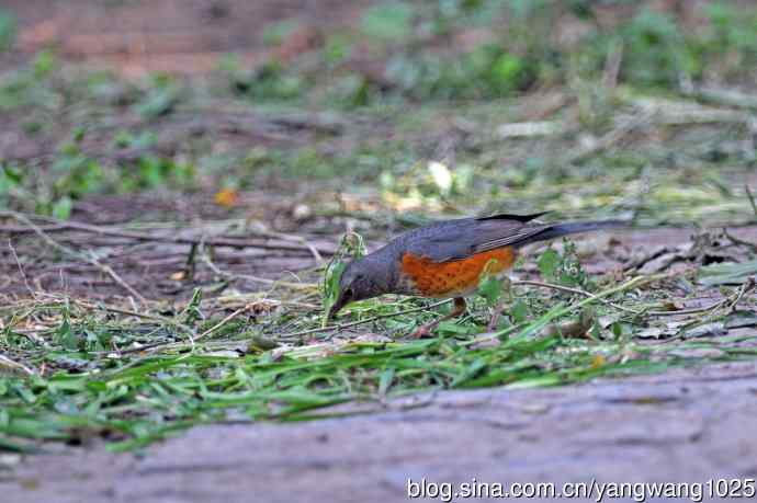 灰背鸫(2) 灰背鸫(2)