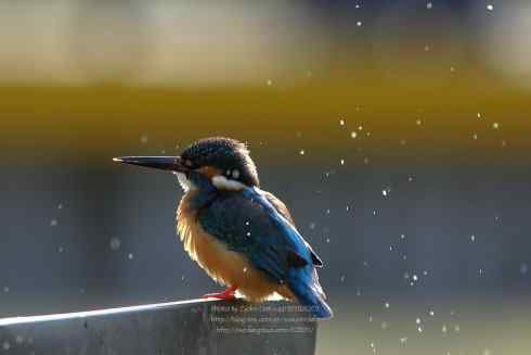 哥拍的不是翠,哥拍的是寂寞 哥拍的不是翠,哥拍的是寂寞