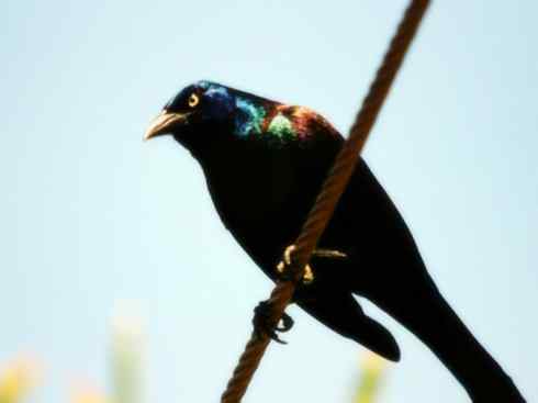 奇特的盔：拟椋鸟