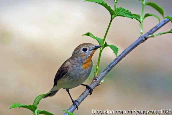 雄性红喉姬鹟（16）