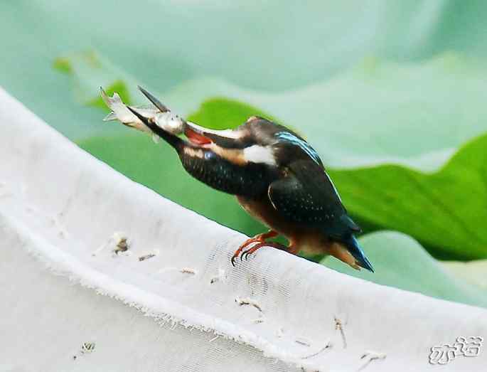 圆明园&nbsp;wbr路&nbsp;wbr小翠吃大鱼