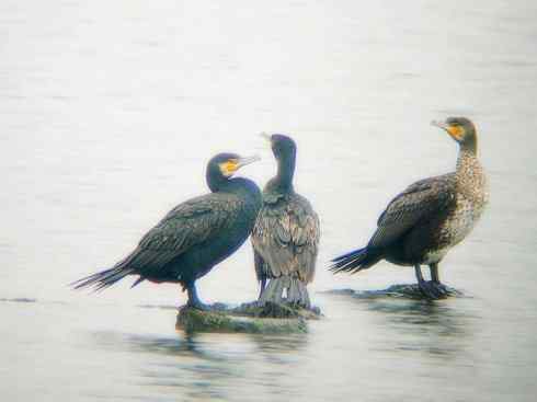 家禽驯化之源之四