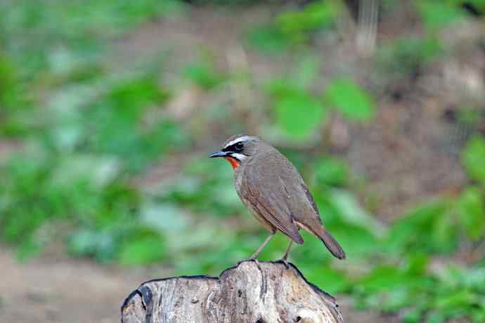 雄性红喉歌鸲（5）