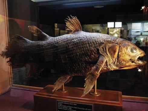 鱼类活化石：矛尾鱼