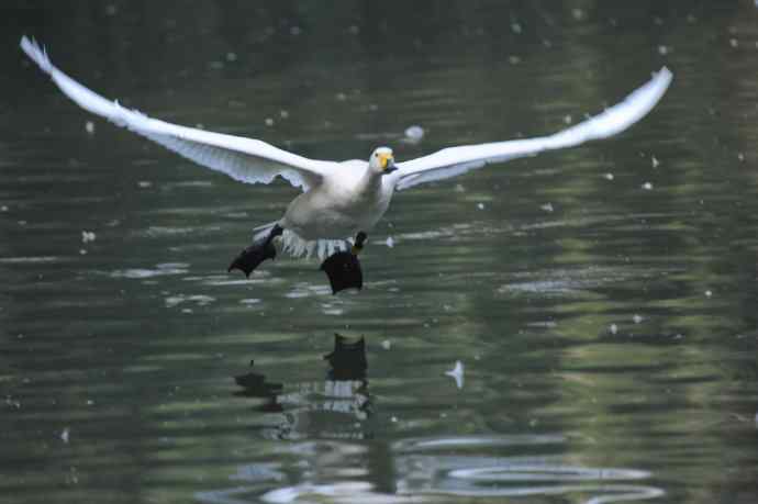 白天鹅、斑头雁