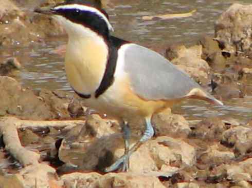 雀鸟也彪悍：与鳄共舞（埃及鸻）