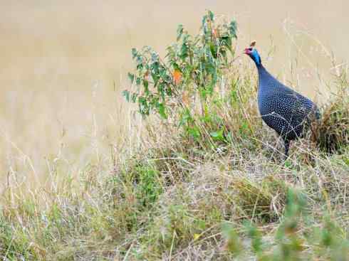 奇特的盔：眼斑吐绶鸡