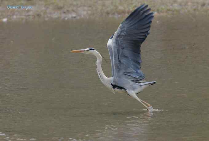 白河六月几只鸟　