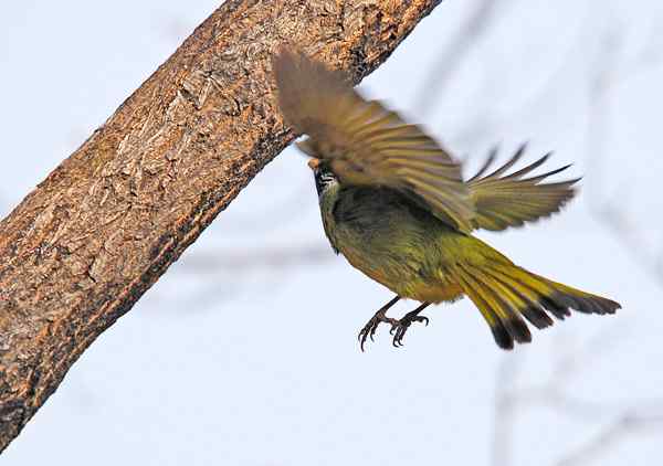 北京植物园赏鸟（一），领雀嘴鹎（组图）