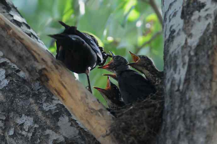 六一节 wbr乌鸫小盆友奋力初飞
