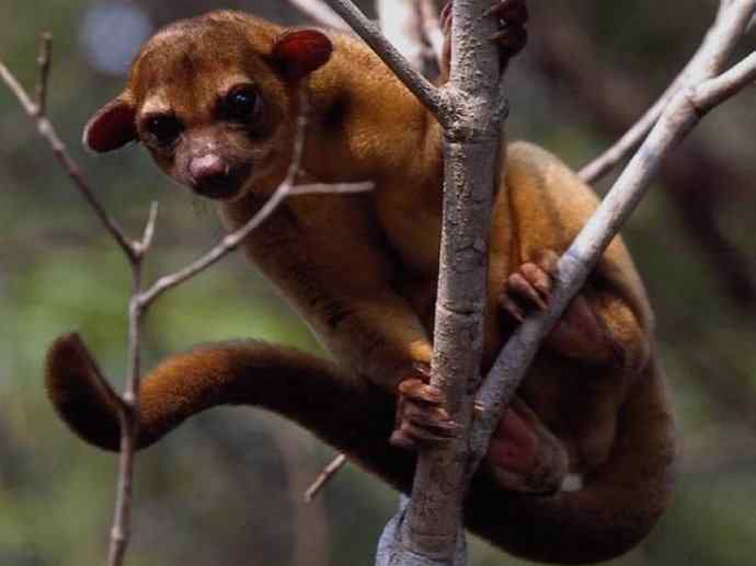 犬科:犬亚科鬃狼属的鬃狼 犬科:犬亚科鬃狼属的鬃狼