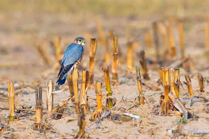 【野鸭湖的鸟】灰背隼