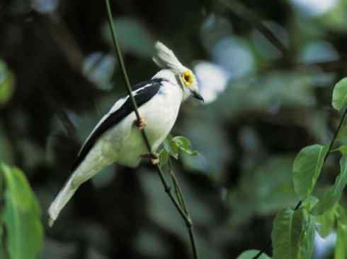 白头鸟系列:另类的美丽6 白头鸟系列:另类的美丽6