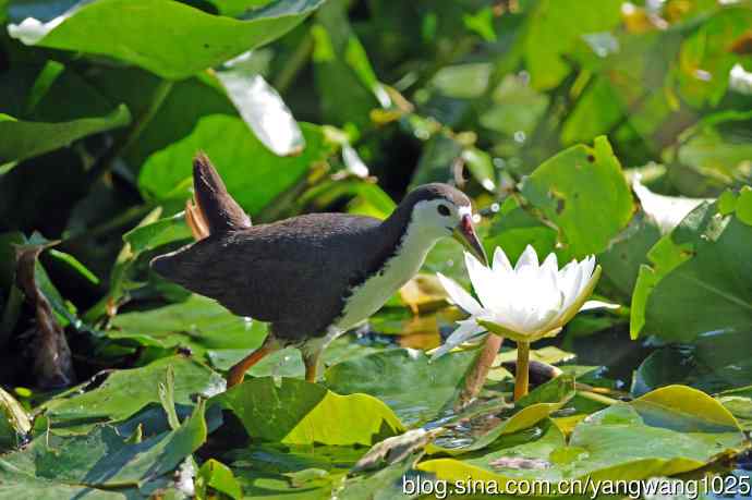 白胸苦恶鸟（6）