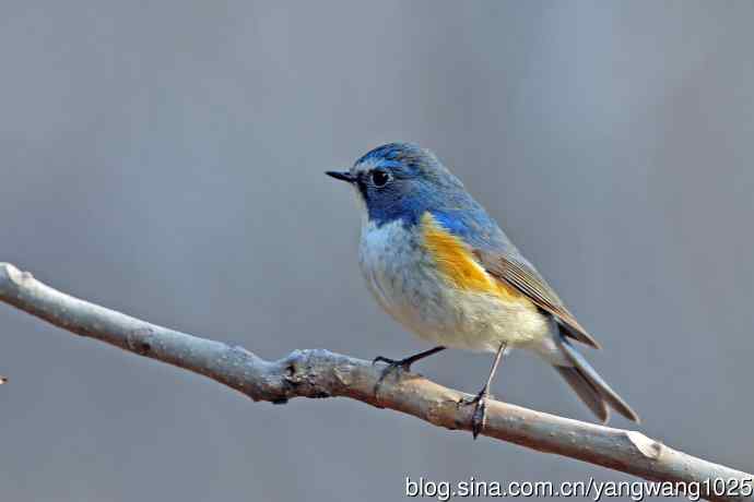 雄性红胁蓝尾鸲(28) 雄性红胁蓝尾鸲(28)