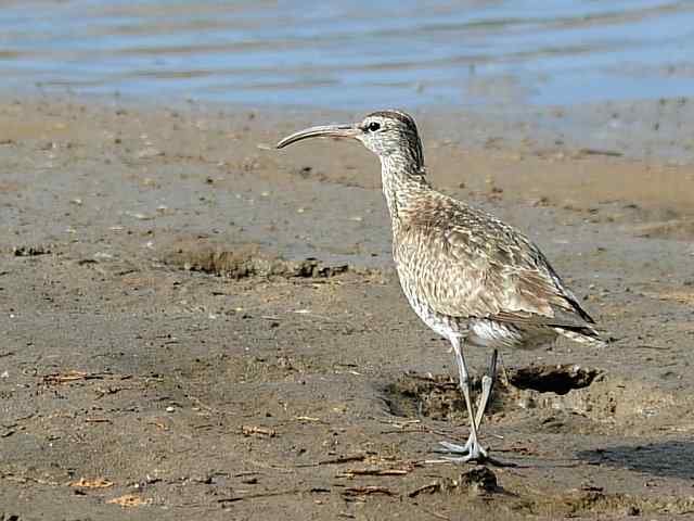 黄金海岸寻鹬 wbr赤土山桥赏鸟
