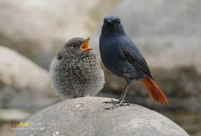 父爱如山：实拍红尾水鸲和它的四个宝宝们