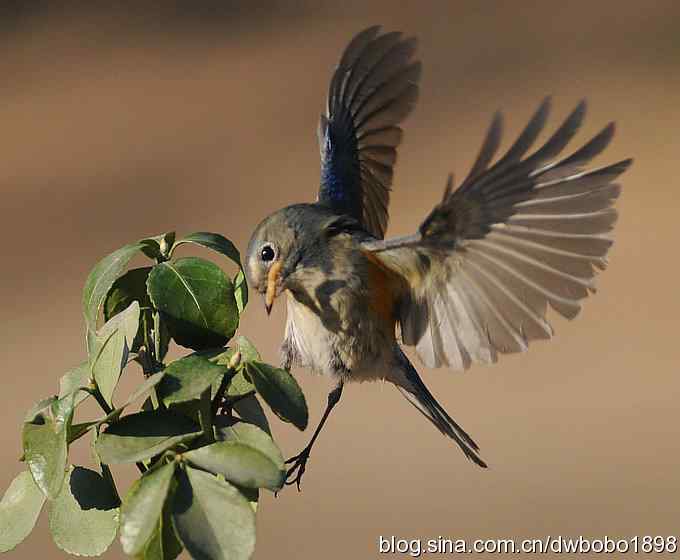 大卫携红胁GG飞版拜年