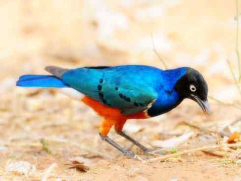 家禽驯化之源之二十三 家禽驯化之源之二十三