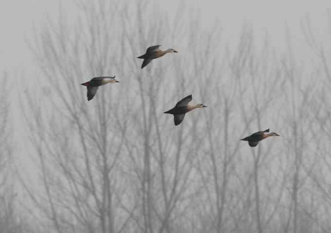汉石桥湿地的斑嘴鸭 汉石桥湿地的斑嘴鸭