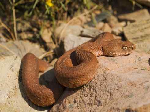 龙：传说的兽原型探秘（蝰蛇类）