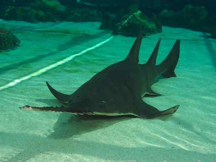 鱼类活化石:锯鳐 鱼类活化石:锯鳐