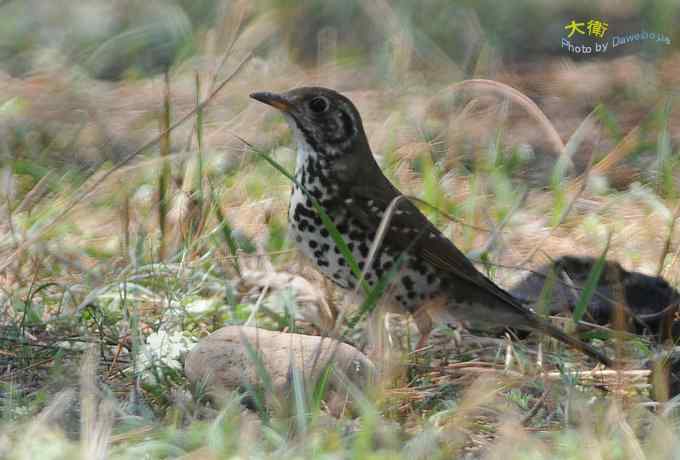 二鸫献寿:虎斑地鸫和宝兴歌鸫 二鸫献寿:虎斑地鸫和宝兴歌鸫
