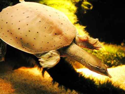 玄武:传说的兽原型探秘(鳖) 玄武:传说的兽原型探秘(鳖)