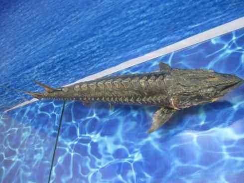 鱼类活化石：中华鲟