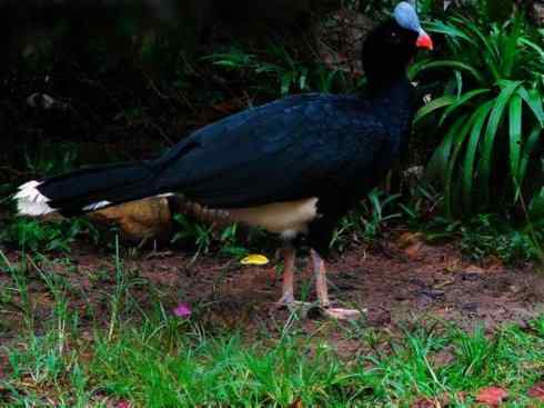 奇特的盔：盔凤冠雉