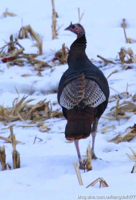 雪地路火鸡