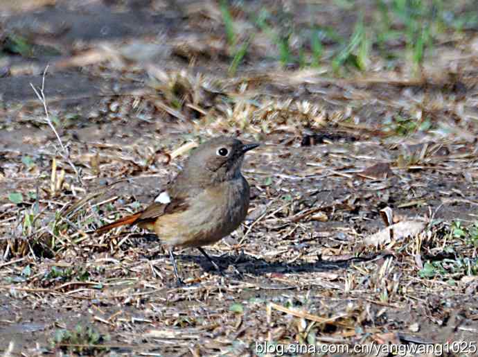 第一场春雨之后 wbr3