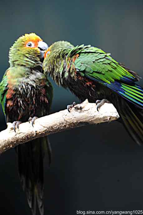 北京动物园的鸟类——杂片（鸟儿）