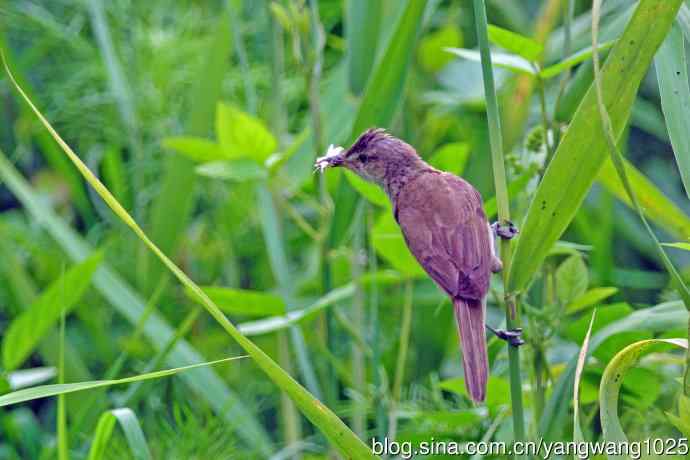 捉虫育雏的东方大苇莺(3) 捉虫育雏的东方大苇莺(3)